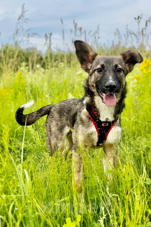 Собаки в Москве: ВЕСНУШКА. Нежная рыжая красотка. Девочка, 1 руб. - фото 8