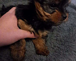 Собаки в Кемерово: Продам щенка йоркширского терьера, мальчик два месяца. Мальчик, 15 000 руб. - фото 2