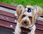 Собаки в Самаре: Йоркширский терьер Девочка, 15 000 руб. - фото 4