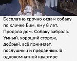 Собаки в Уфе: Срочно верный пёс ищет своего хозяина Мальчик, Бесплатно - фото 2