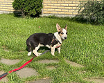 Собаки в Москве: Маленькая собачка Белла в добрые руки Девочка, Бесплатно - фото 4