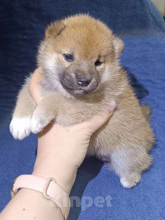 Собаки в Сертолово: Сиба щенок Девочка, 25 000 руб. - фото 1