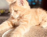 Кошки в Москве: Котята Мейн-кун Девочка, 40 000 руб. - фото 3