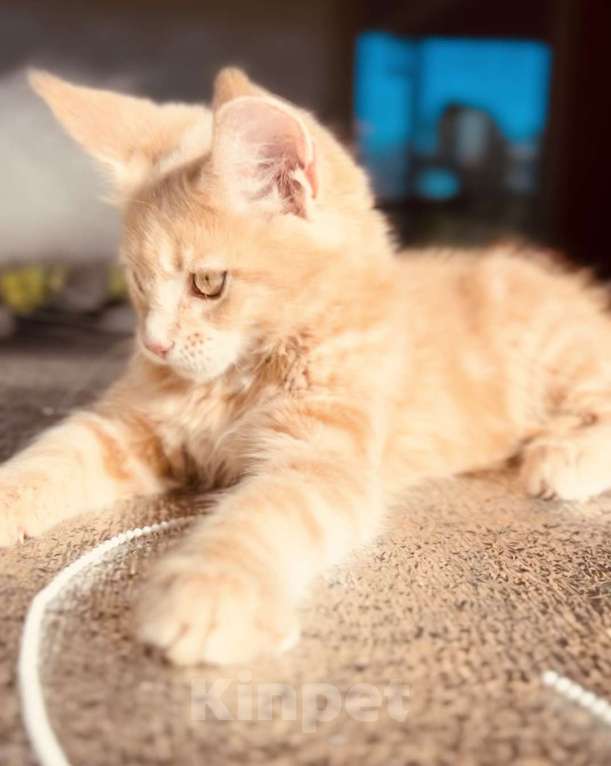 Кошки в Москве: Котята Мейн-кун Девочка, 28 000 руб. - фото 3