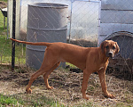 Собаки в Москве: Мальчик родезийского риджбека Мальчик, 60 000 руб. - фото 6