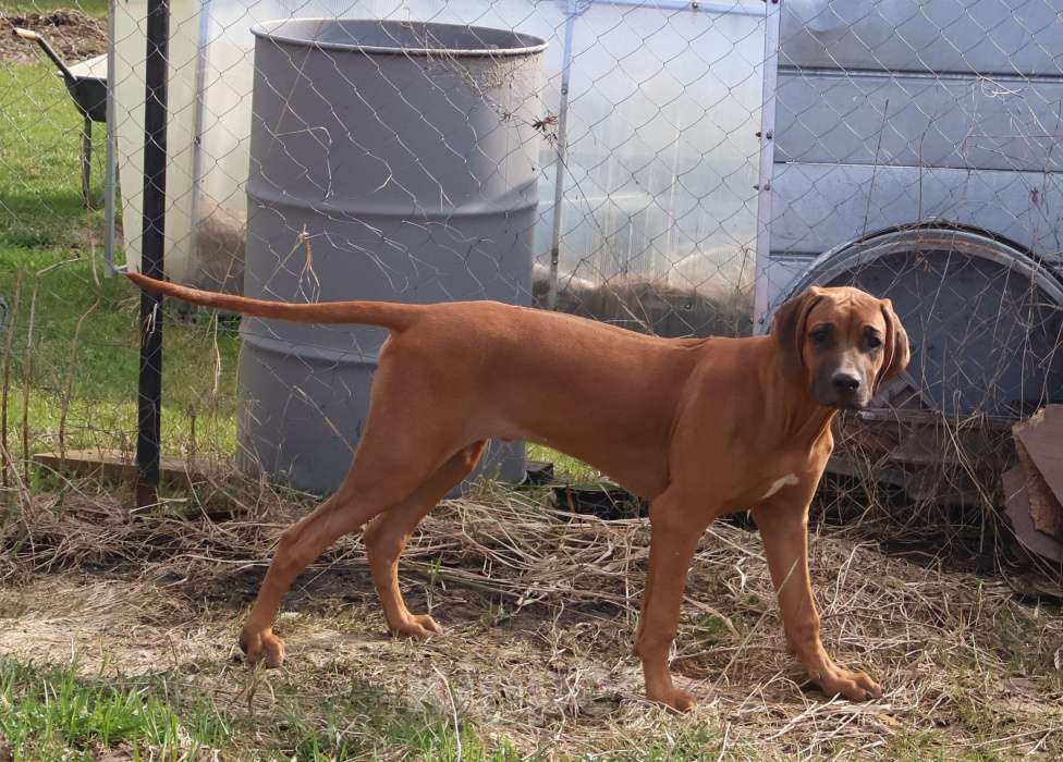 Собаки в Москве: Мальчик родезийского риджбека Мальчик, 60 000 руб. - фото 6