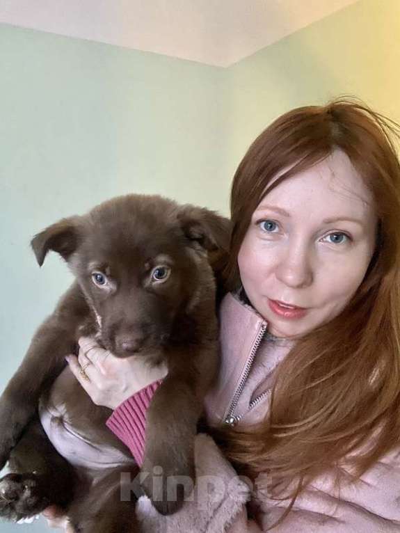 Собаки в Москве: Щенки от маленькой собачки: шоколадный и другие окрасы в дар Мальчик, 1 руб. - фото 2