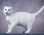 Кошки в Москве: Белая голубоглазая вислоухая кошка Поэзия в дар Девочка, 1 руб. - фото 1