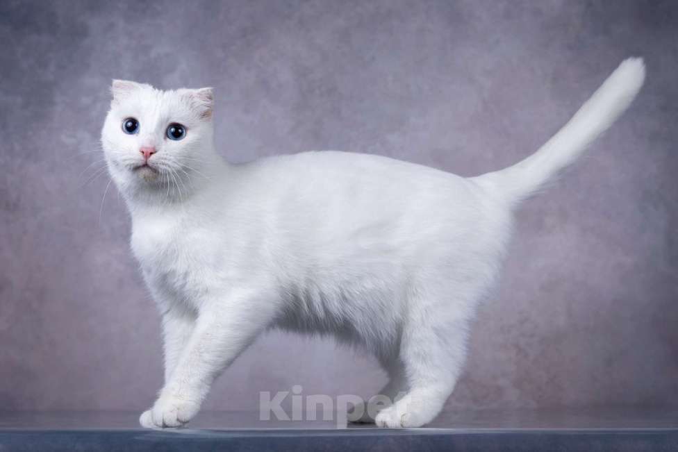 Кошки в Москве: Белая голубоглазая вислоухая кошка Поэзия в дар Девочка, 1 руб. - фото 1