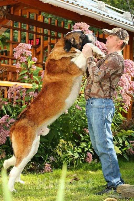 Собаки в Костроме: Щенки СЕНБЕРНАРА (Великан, Компаньон, Няня, Строж) Мальчик, Бесплатно - фото 4