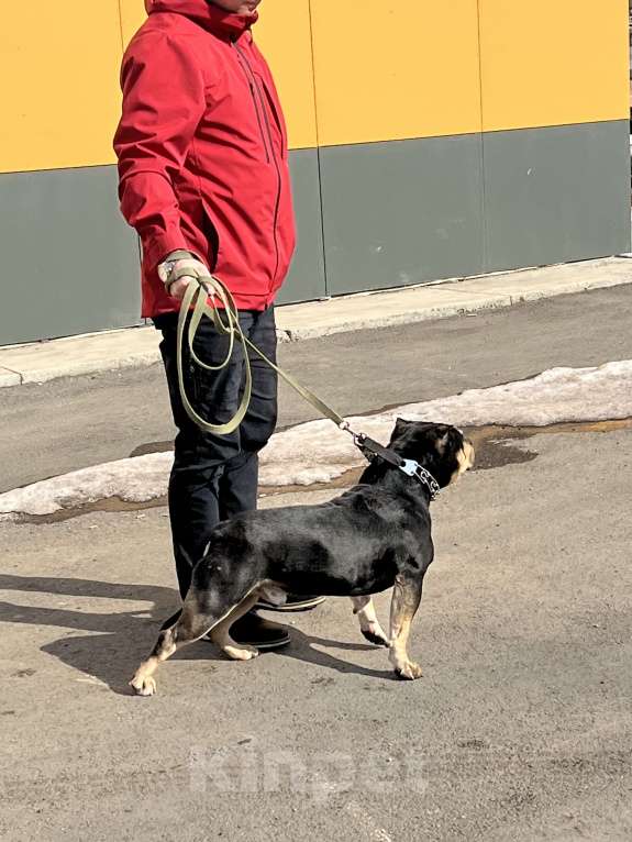 Собаки в Уссурийске: Продаётся Красивый кобель американского булли  Мальчик, 50 000 руб. - фото 1