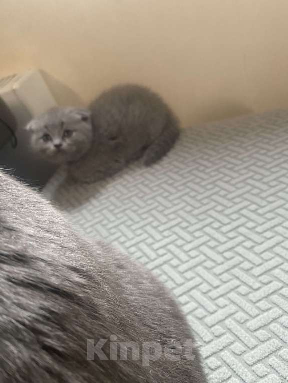 Кошки в Москве: Продам вислоухого котенка Девочка, 10 000 руб. - фото 2