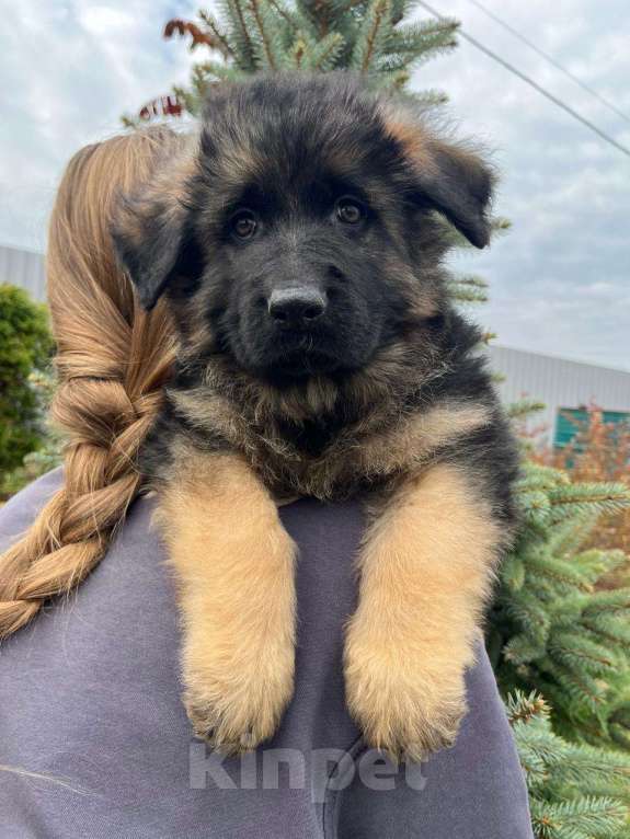 Собаки в Балашихе: яркий щенок немецкой овчарки длиношерстный Мальчик, 70 000 руб. - фото 3