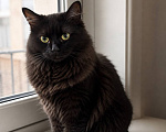 Кошки в Москве: Котик Мотя ищет дом Мальчик, Бесплатно - фото 1