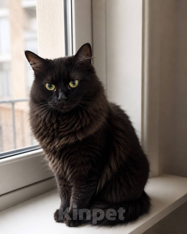 Кошки в Москве: Котик Мотя ищет дом Мальчик, Бесплатно - фото 1