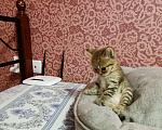 Кошки в Москве: Шотландские котята  Мальчик, 15 000 руб. - фото 1