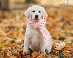 Собаки в Королеве: Щенок золотистого ретривер от профессионального питомника  Девочка, 70 000 руб. - фото 6