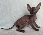 Кошки в Балашихе: кошечка шоколадная из московского питомника Девочка, 80 000 руб. - фото 2