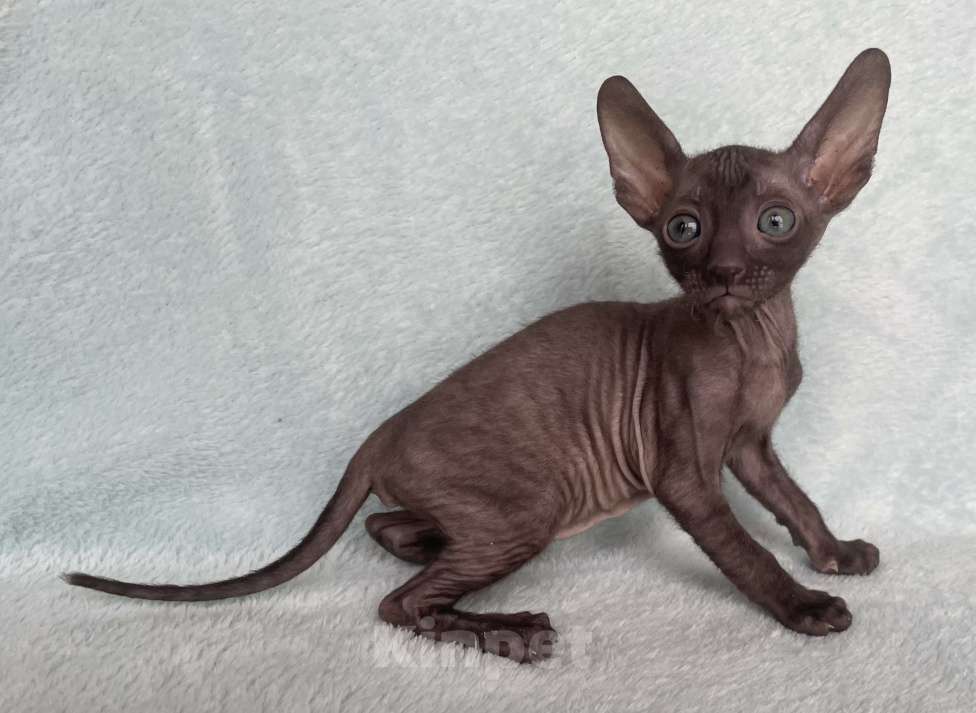 Кошки в Балашихе: кошечка шоколадная из московского питомника Девочка, 80 000 руб. - фото 2
