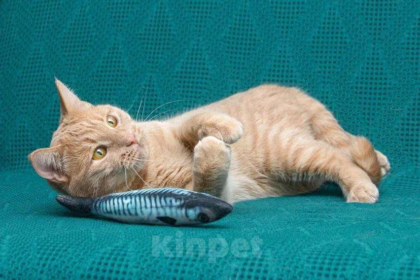 Кошки в Москве: Меня зовут Пегас! Мальчик, Бесплатно - фото 10