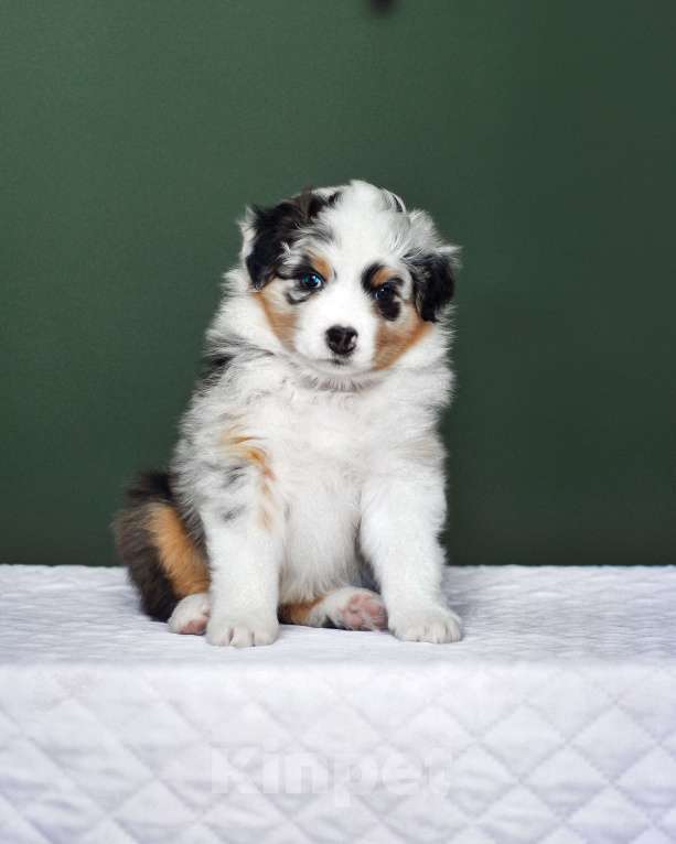 Собаки в других городах Самарской области: Щенок австралийской овчарки, девочка голубой мрамор Девочка, 120 000 руб. - фото 2