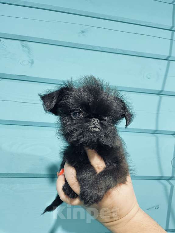 Собаки в других городах Московской области: Бельгийский гриффон щенок Девочка, 120 000 руб. - фото 2