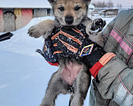 Собаки в Рязани: Щенки чехословацкого влчака Мальчик, 100 000 руб. - фото 4