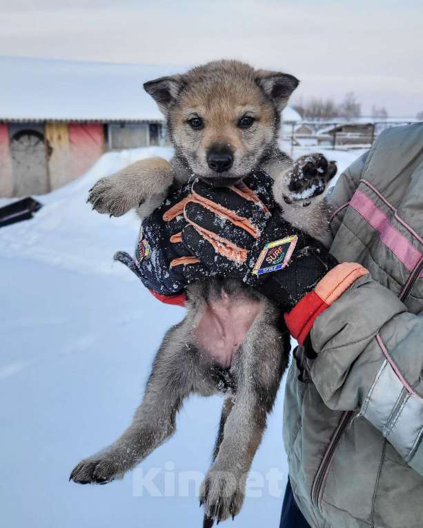 Собаки в Рязани: Щенки чехословацкого влчака Мальчик, 100 000 руб. - фото 4