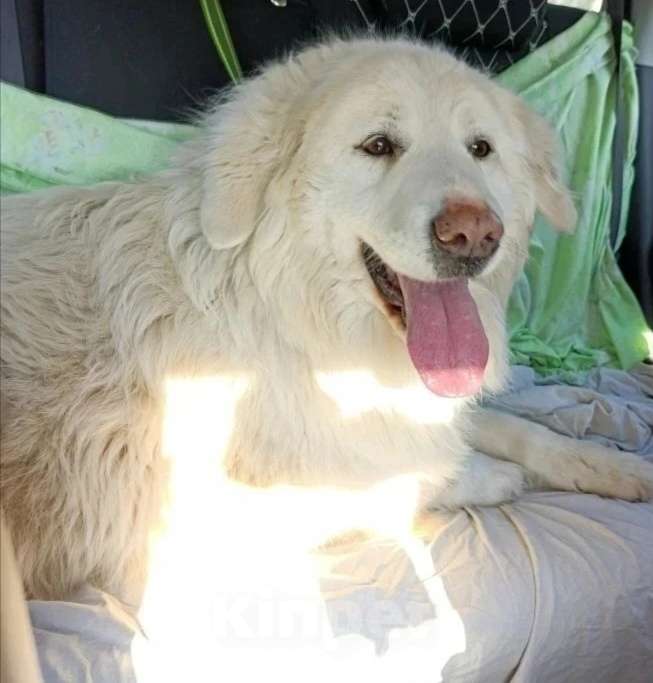 Собаки в Люберцах: Белка ищет дом и семью Девочка, Бесплатно - фото 1