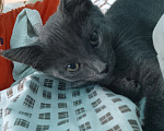 Кошки в Москве: Котёнок девочка 3 месяца Девочка, Бесплатно - фото 3