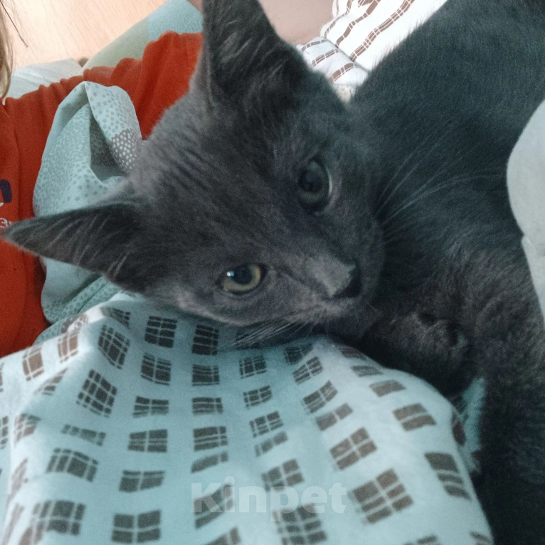 Кошки в Москве: Котёнок девочка 3 месяца Девочка, Бесплатно - фото 3