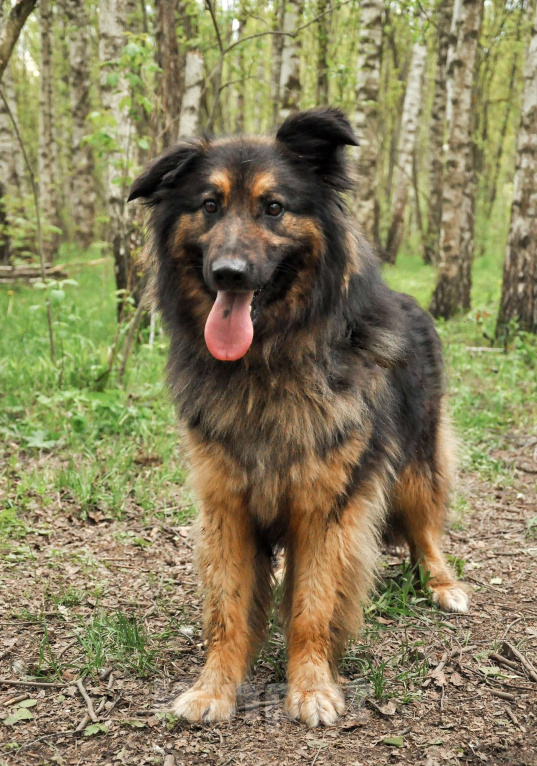 Собаки в Ногинске: Ербол в переводе с каз. «Будь настоящим мужчиной». Мальчик, Бесплатно - фото 7