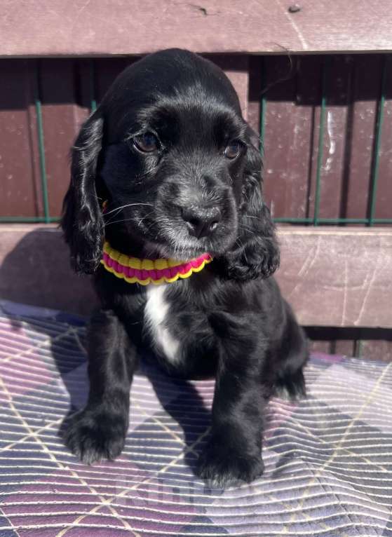 Собаки в других городах Ставропольского края: Английский Кокер спаниель  Девочка, 20 000 руб. - фото 3