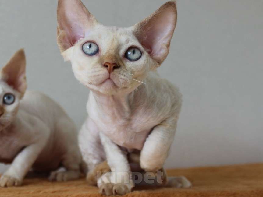 Кошки в Люберцах: Девочка девон рекс  Девочка, 65 000 руб. - фото 5