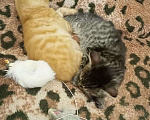 Кошки в Егорьевске: Замечательному котенку-котику очень нужен дом Мальчик, Бесплатно - фото 4