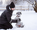 Собаки в Москве: Собака из приюта в добрые руки! Девочка, Бесплатно - фото 7