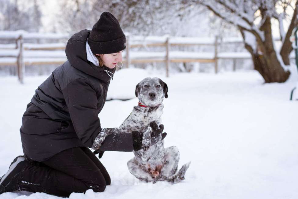 Собаки в Москве: Собака из приюта в добрые руки! Девочка, Бесплатно - фото 7