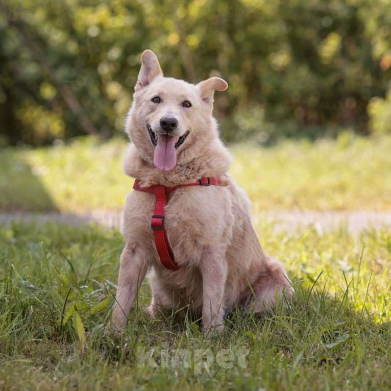 Собаки в Москве: Тиффани Девочка, Бесплатно - фото 3