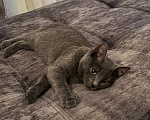 Кошки в Одинцово: Котенок в добрые руки Мальчик, Бесплатно - фото 1
