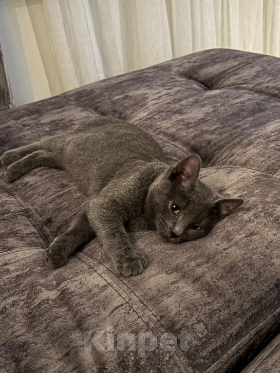 Кошки в Одинцово: Котенок в добрые руки Мальчик, Бесплатно - фото 1