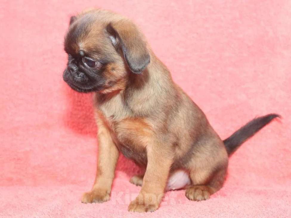 Собаки в Санкт-Петербурге: Любимчик Мальчик, 80 000 руб. - фото 5