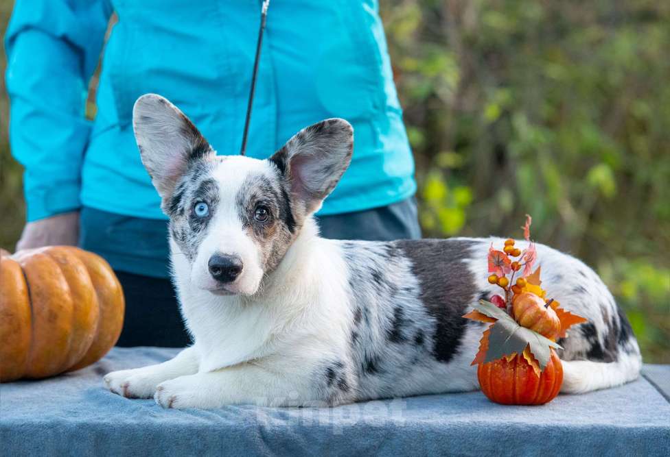 Собаки в Москве: Вельш корги кардиган щенок Мальчик, 110 000 руб. - фото 5