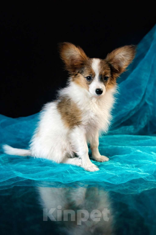 Собаки в Мытищах: ЩЕНОК ПАПИЙОНА Девочка, 80 000 руб. - фото 1