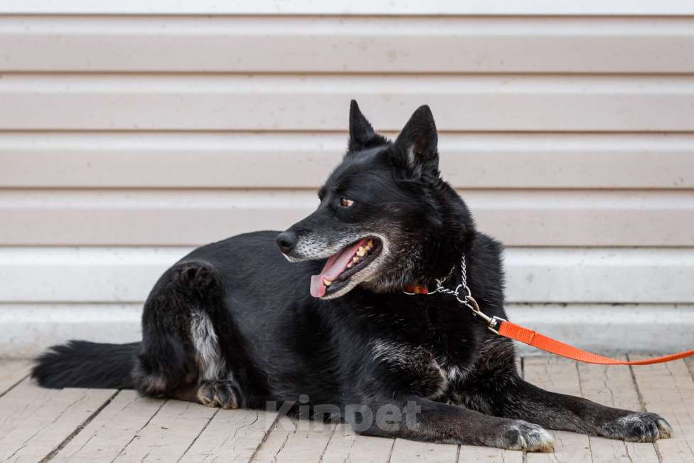 Собаки в Москве: Кама Девочка, Бесплатно - фото 13