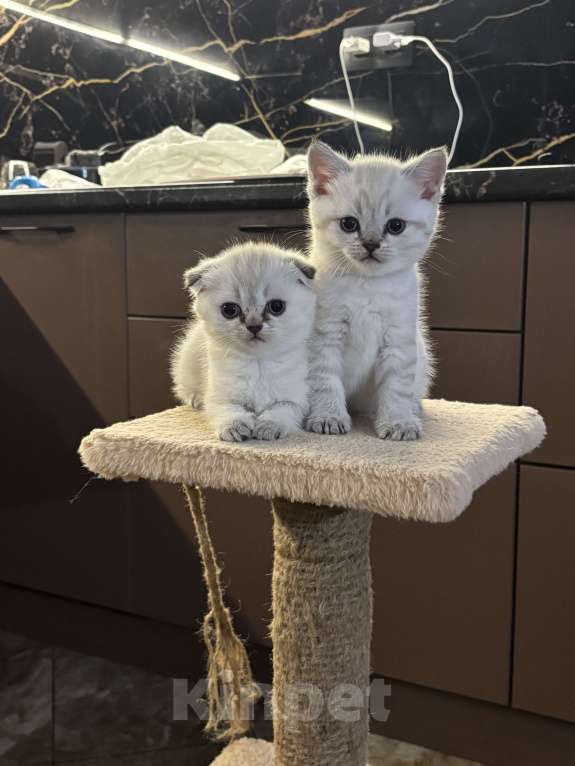 Кошки в других городах Московской области: Кошечка вислоухая Девочка, Бесплатно - фото 3