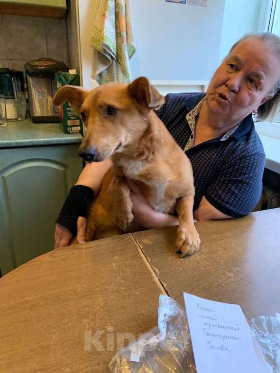 Собаки в Санкт-Петербурге: Милый, домашний пёсик с пушистым хвостом Мальчик, Бесплатно - фото 5