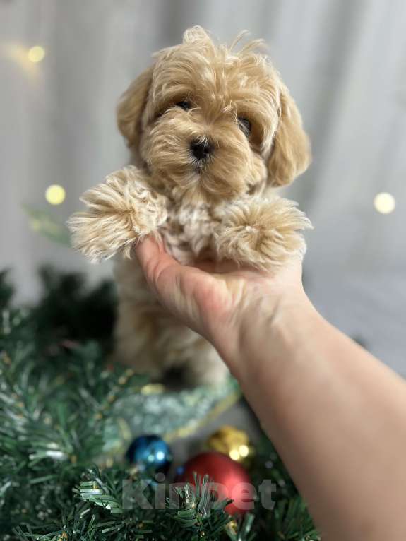 Собаки в других городах Московской области: Мальчик мальтипу f1 мини Мальчик, 130 000 руб. - фото 1