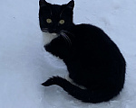 Кошки в Москве: Котик чёрный с белой грудкой  Мальчик, Бесплатно - фото 2