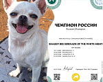 Собаки в других городах Крыма: микро кукла чихуахуа  Девочка, Бесплатно - фото 5