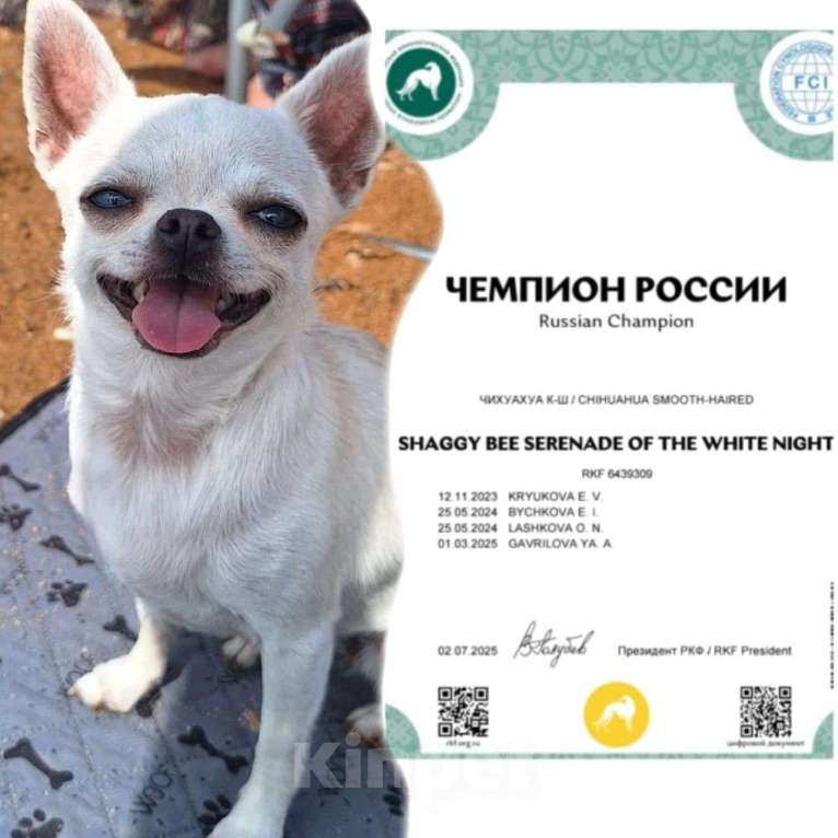 Собаки в других городах Крыма: микро кукла чихуахуа  Девочка, Бесплатно - фото 5